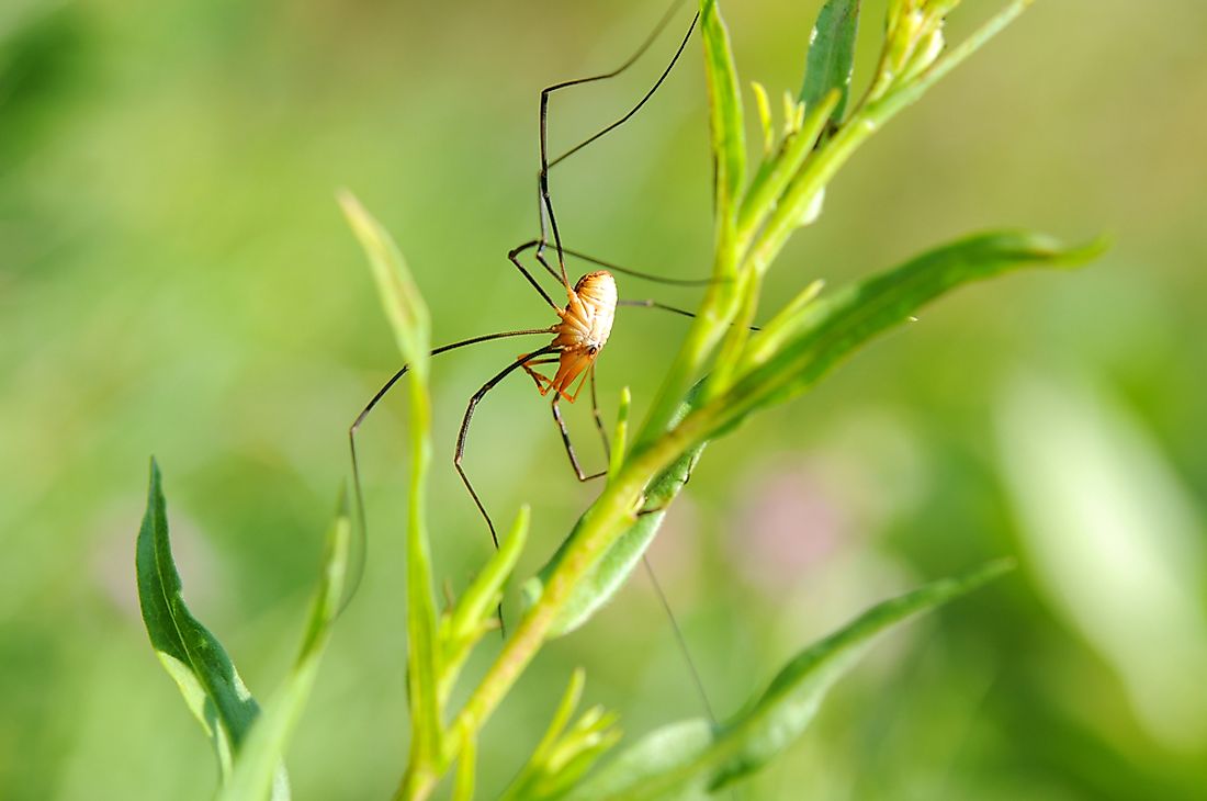 Species of Opiliones are found on every continent except Antarctica.