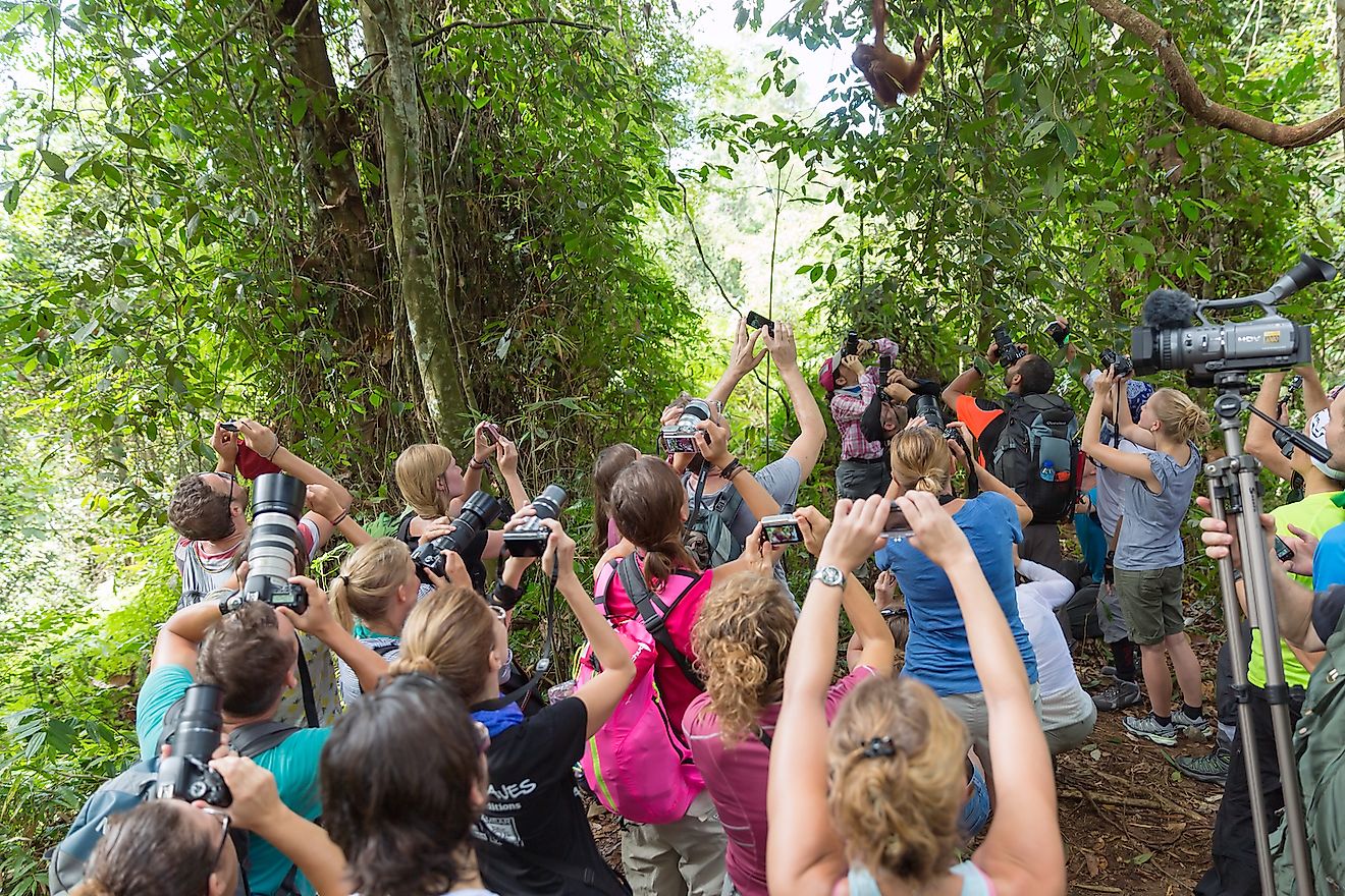 A group of tourists photographing a baby orangutan at the Gunung Leuser National Park in Indonesia. Image credit: Dennis van de Water/Shutterstock.com