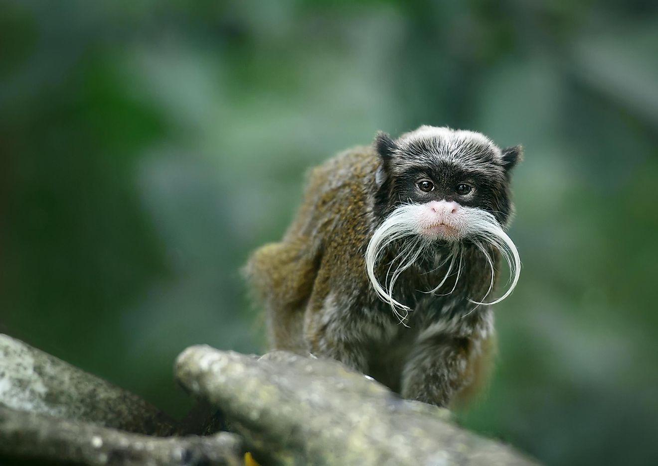 The Bearded Emperor Tamarin is famous for its iconic whiskers, which are said to resemble the facial hair of Wilhelm II, the last emperor of Germany.