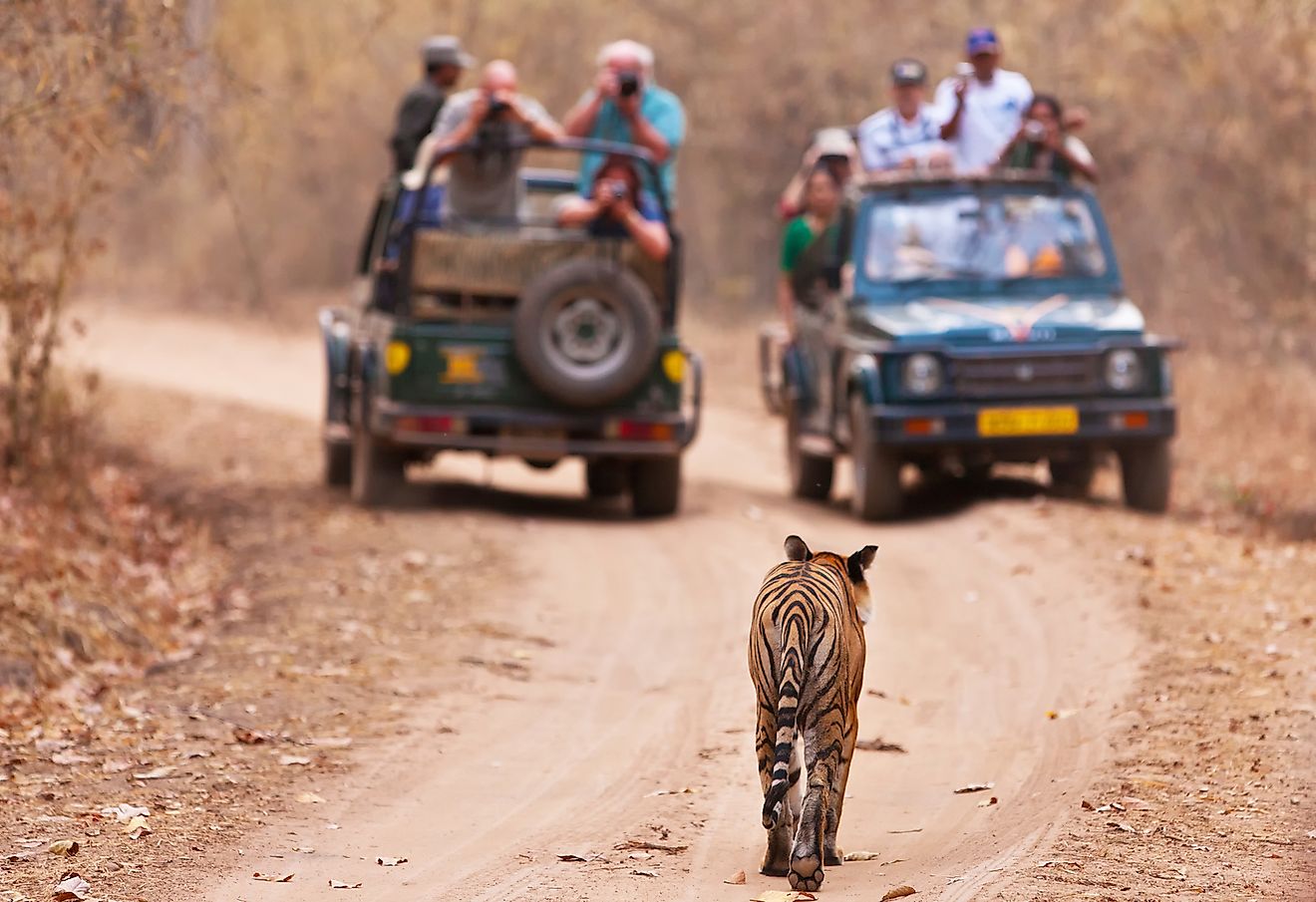 Safari vehicles with tourists observing tigers in the wild. Image credit: Travel Stock/Shutterstock.com