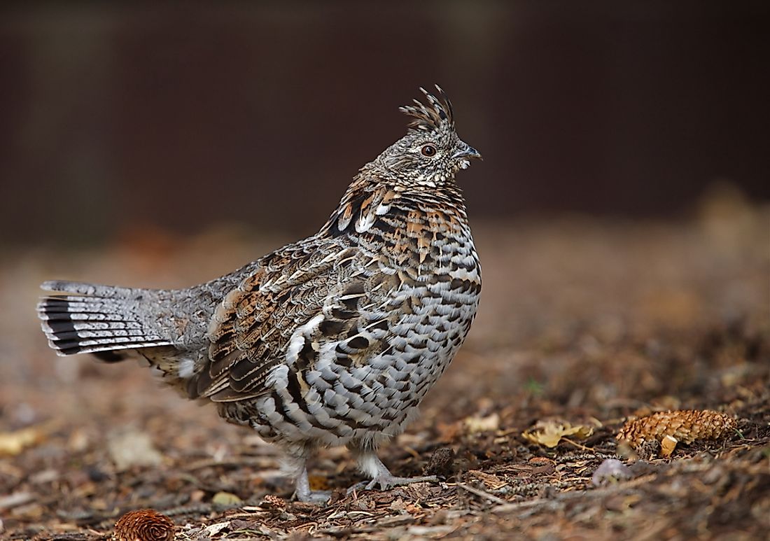 The ruffed grouse is the official state bird of Pennsylvania. 