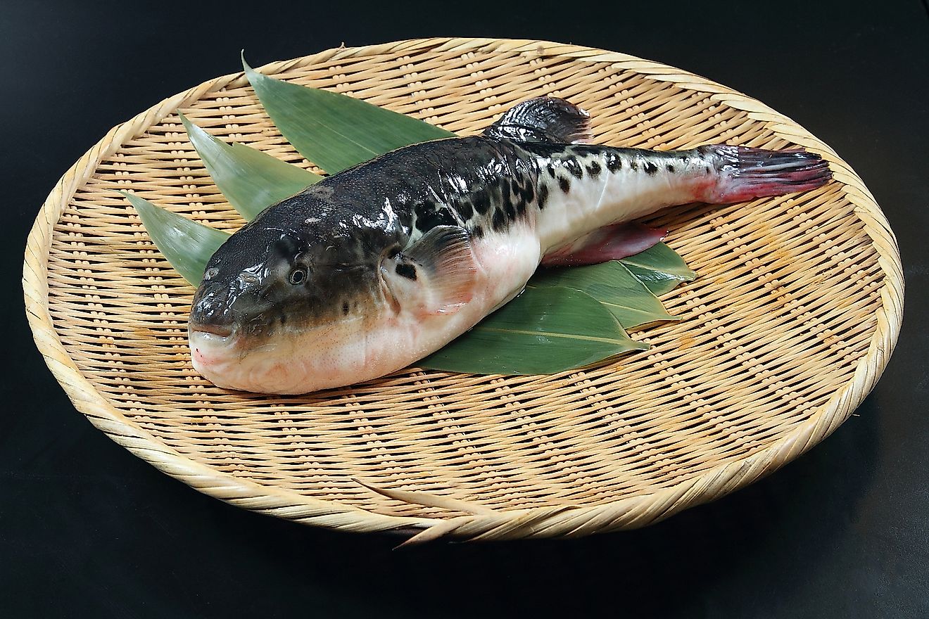 Japanese Fugu Fish (Puffer Fish). Image credit: Kankitti Chupayoong/Shutterstock.com