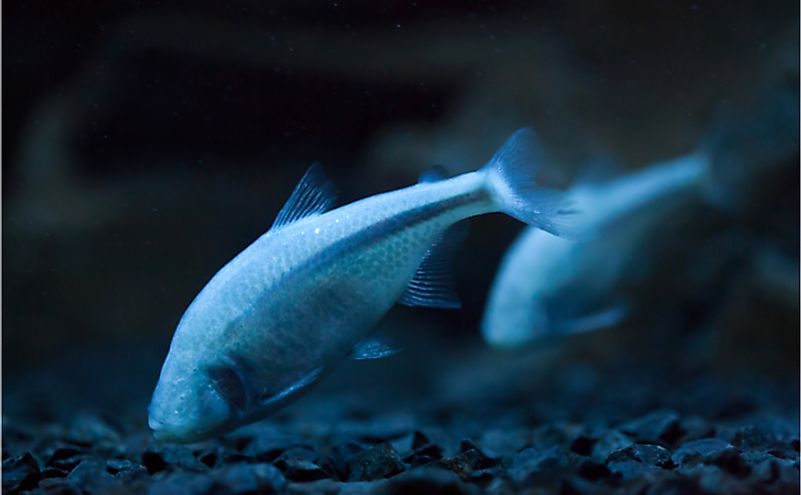 Mexican tetra (Astyanax mexicanus), also known as the blind cave fish. 