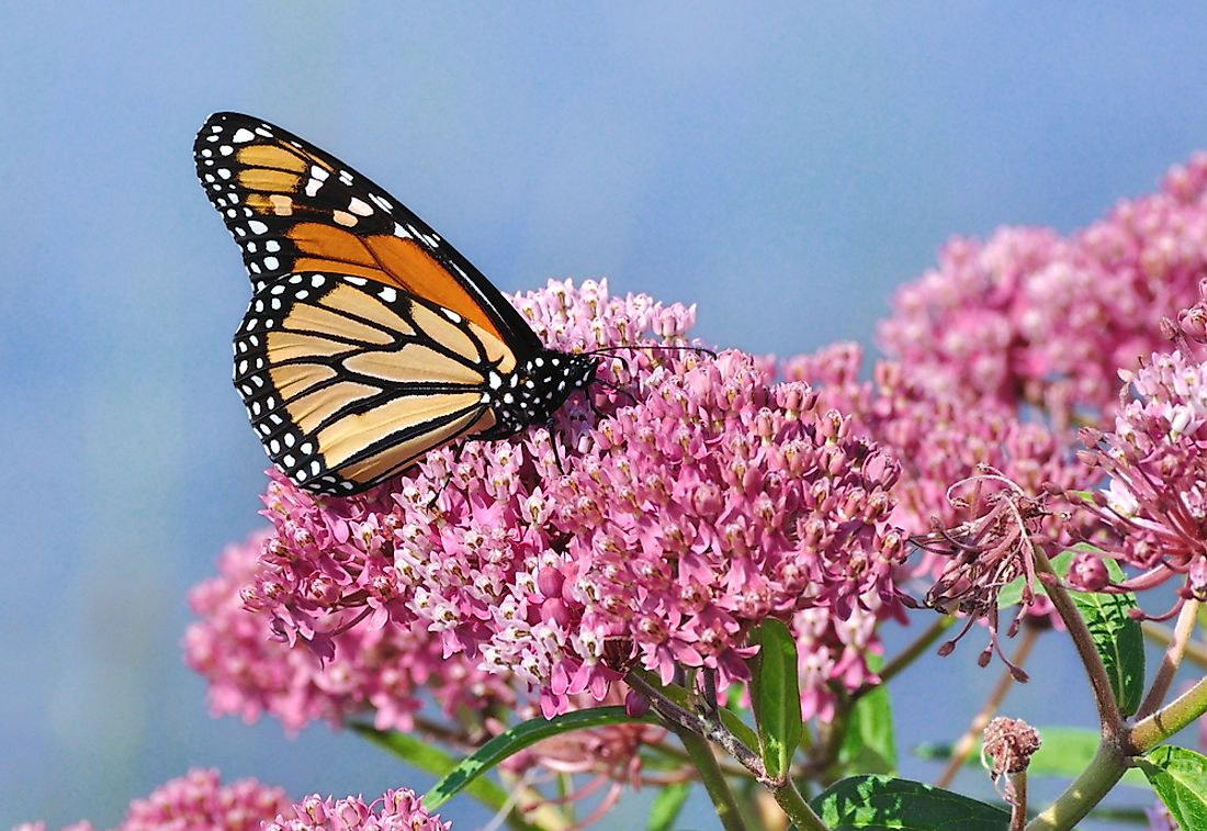 Monarch butterflies are known as milkweed butterflies due to their dependence on the milkweed plant. Photo credit: shutterstock.com.