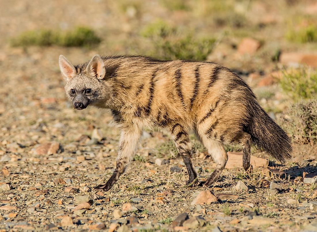 An aardwolf is similar in appearance to a hyena. 