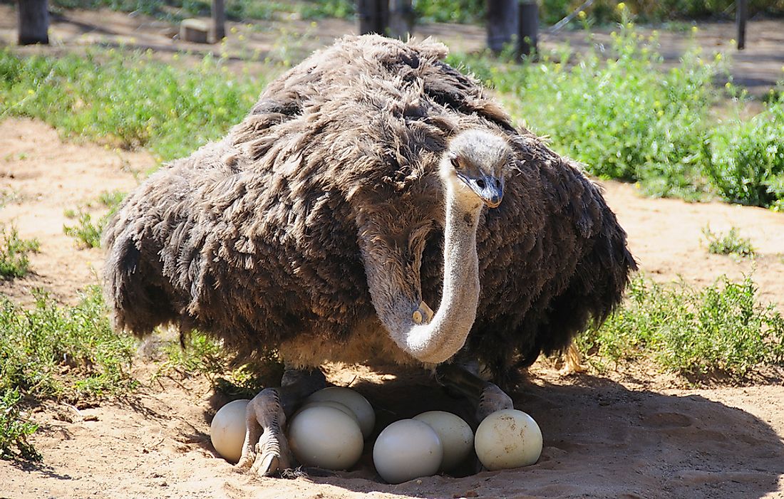 The ostrich will incubate its eggs for 35 to 45 days.