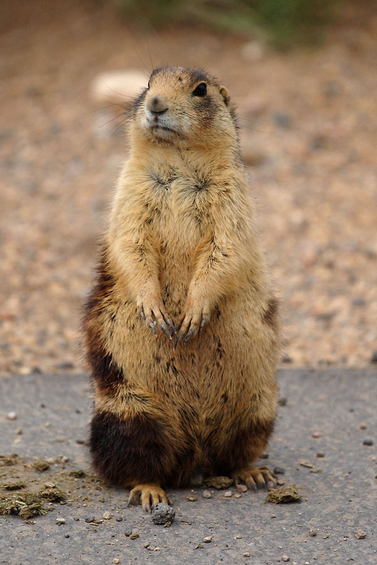 The Utah prairie dog is an endangered species found in the US. Image credit: James Phelps/Wikimedia.org