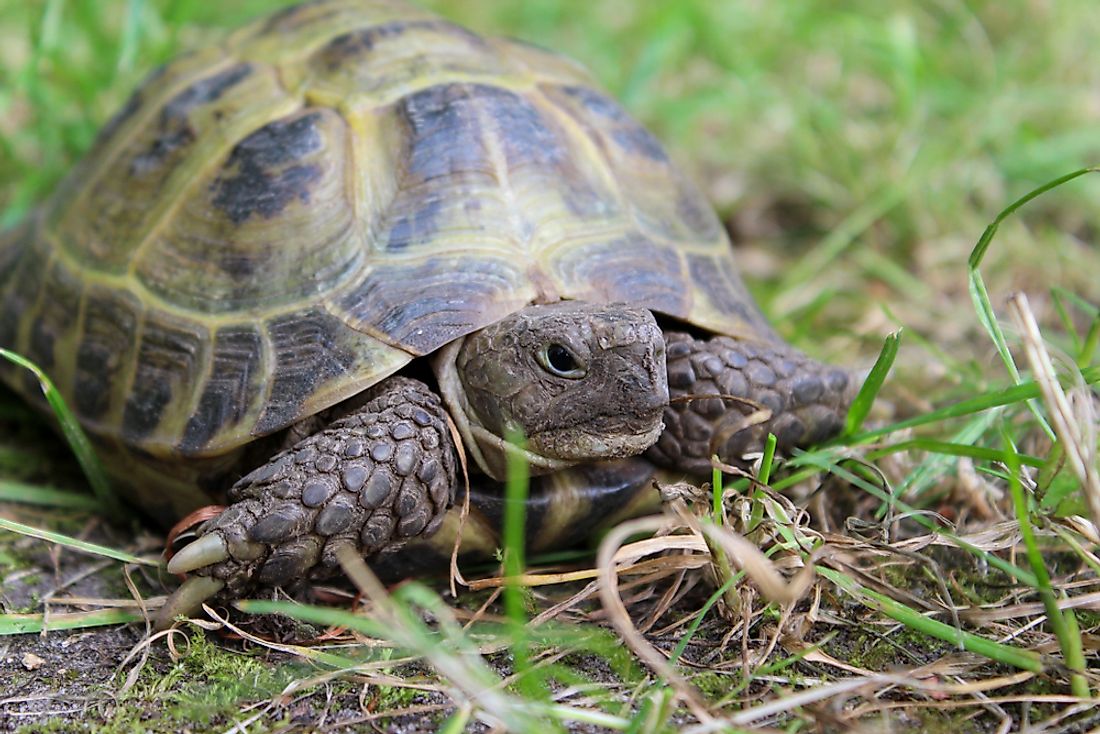 A Russian tortoise. 