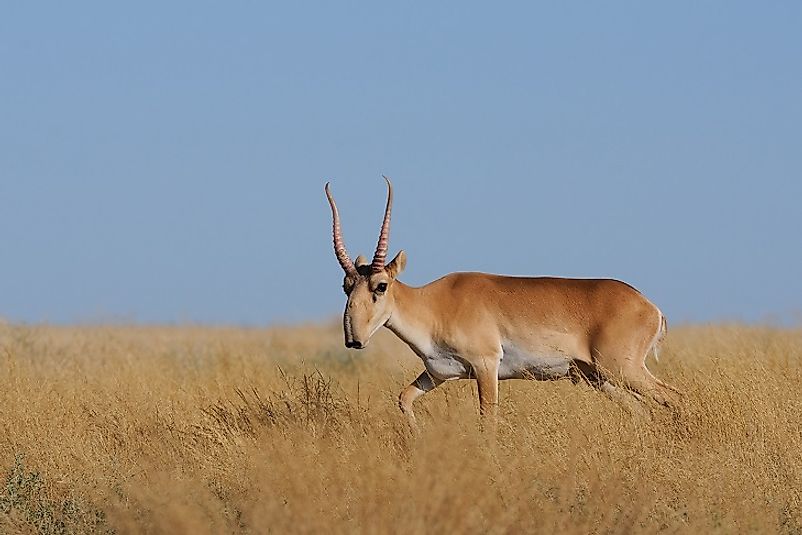 A male Saiga Antelope on the steppe grasslands.