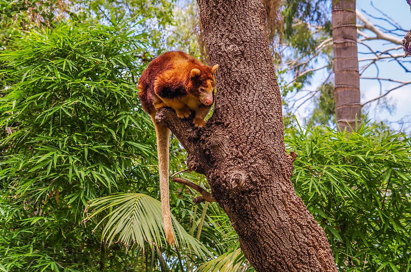 The long tail of the tree-kangaroo allows it to jump between trees with ease. 