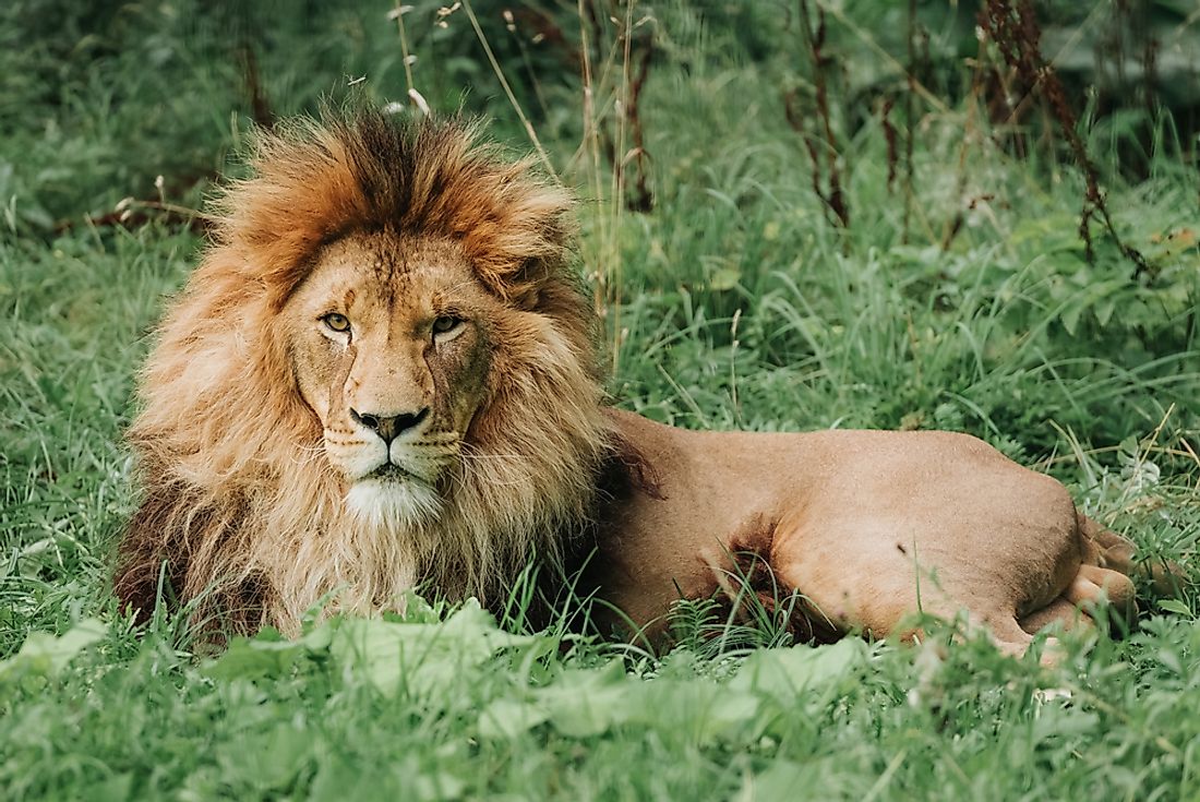 A male Southeast African lion: the iconic species of South Africa's national parks.