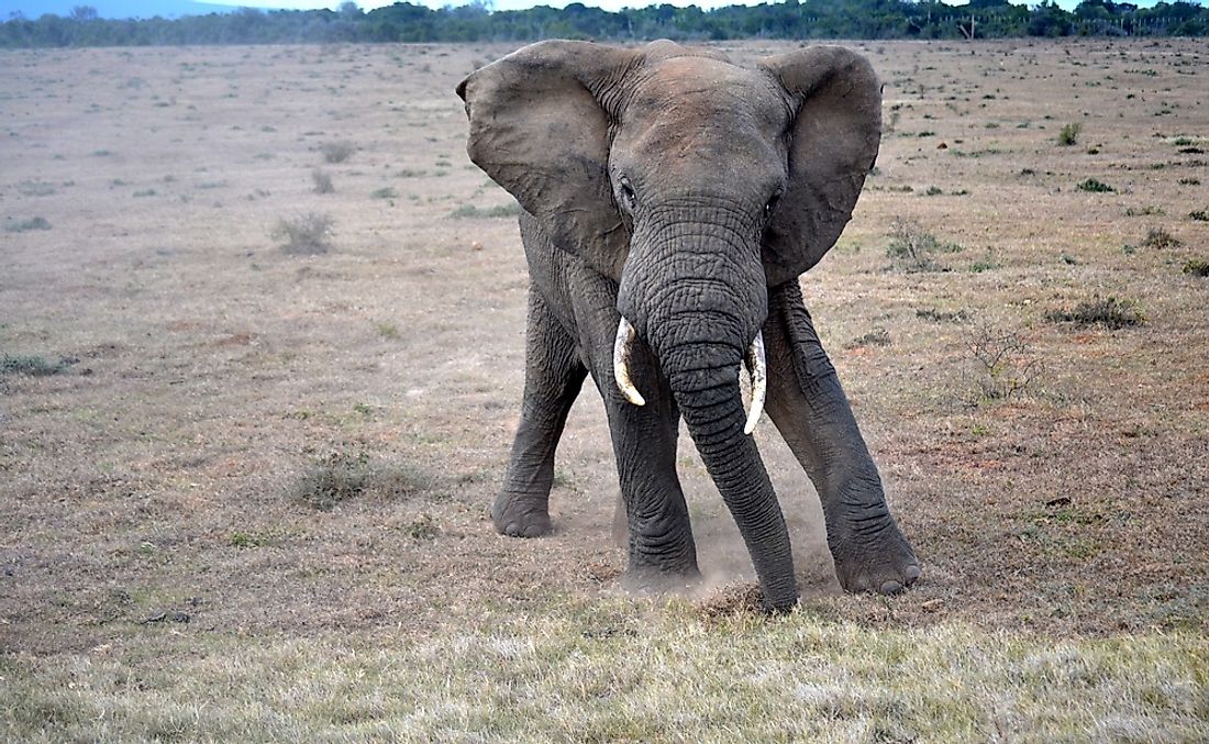 Elephants are known for being one of the world's most emotionally intelligent animals. 