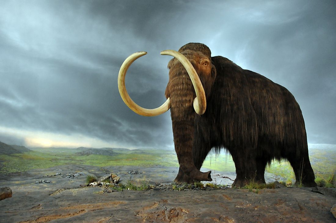 A rendering of a woolly mammoth. 