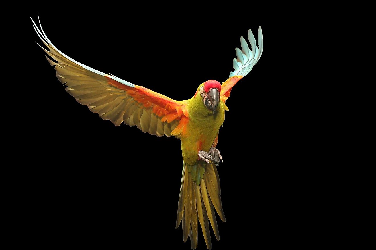 Red Fronted Macaw flying.