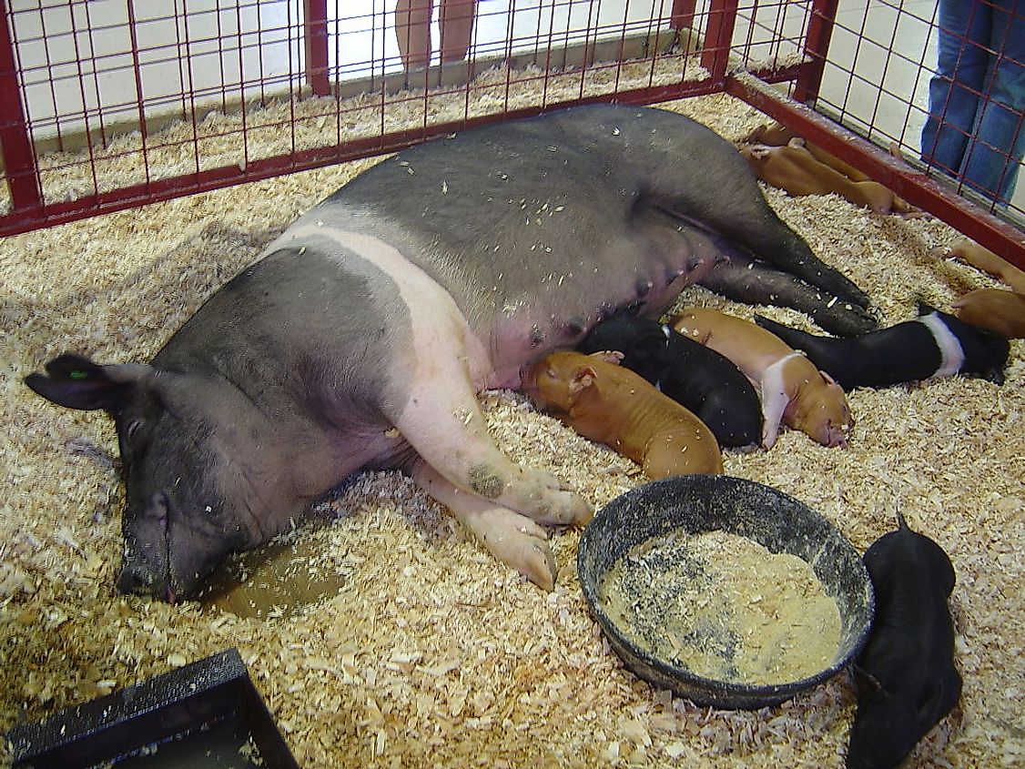 A mother pig suckling her young ones.