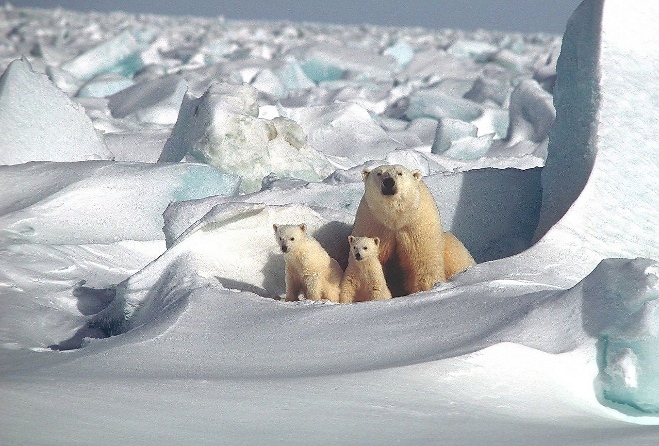 Polar bear mother with cubs. Image credit: Skeeze from Pixabay