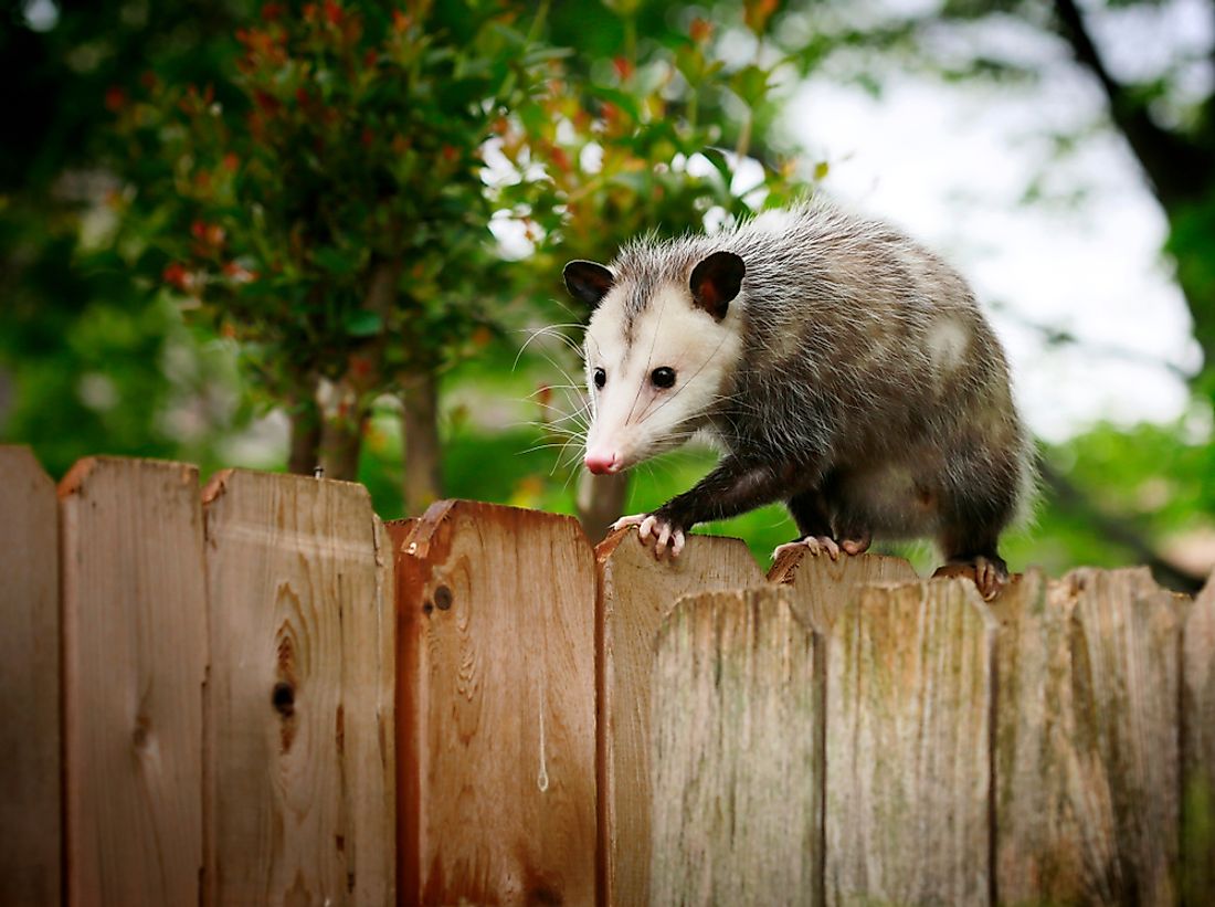 Opossums are commonly known as possums in the southern United States. 