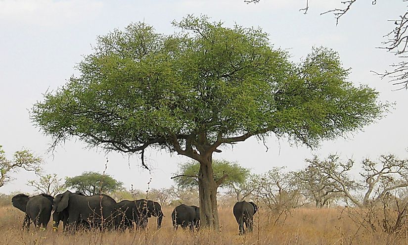 Elephants in savanna grasslands of Cameroon.