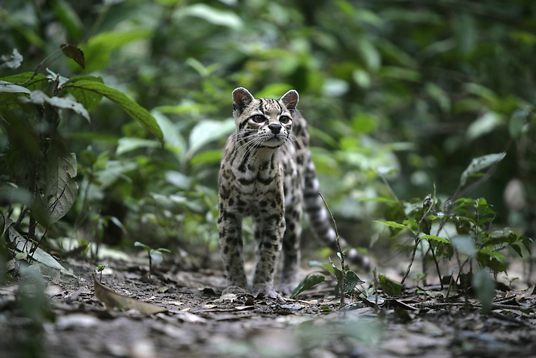 The margay has been classified as Near Threatened by the IUCN.