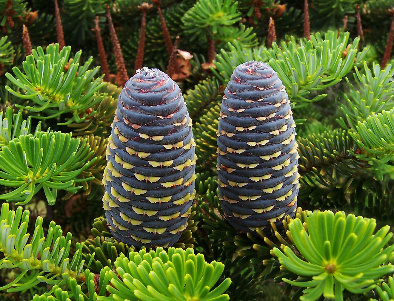 The Korean fir is an endangered species of plant that grows in specific locations across South Korea.