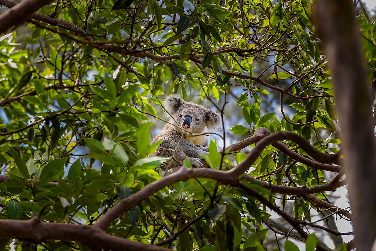 Koala on a branch of eucalyptus tree, Sydney, Australia. Image credit: Roberto La Rosa/Shutterstock.com