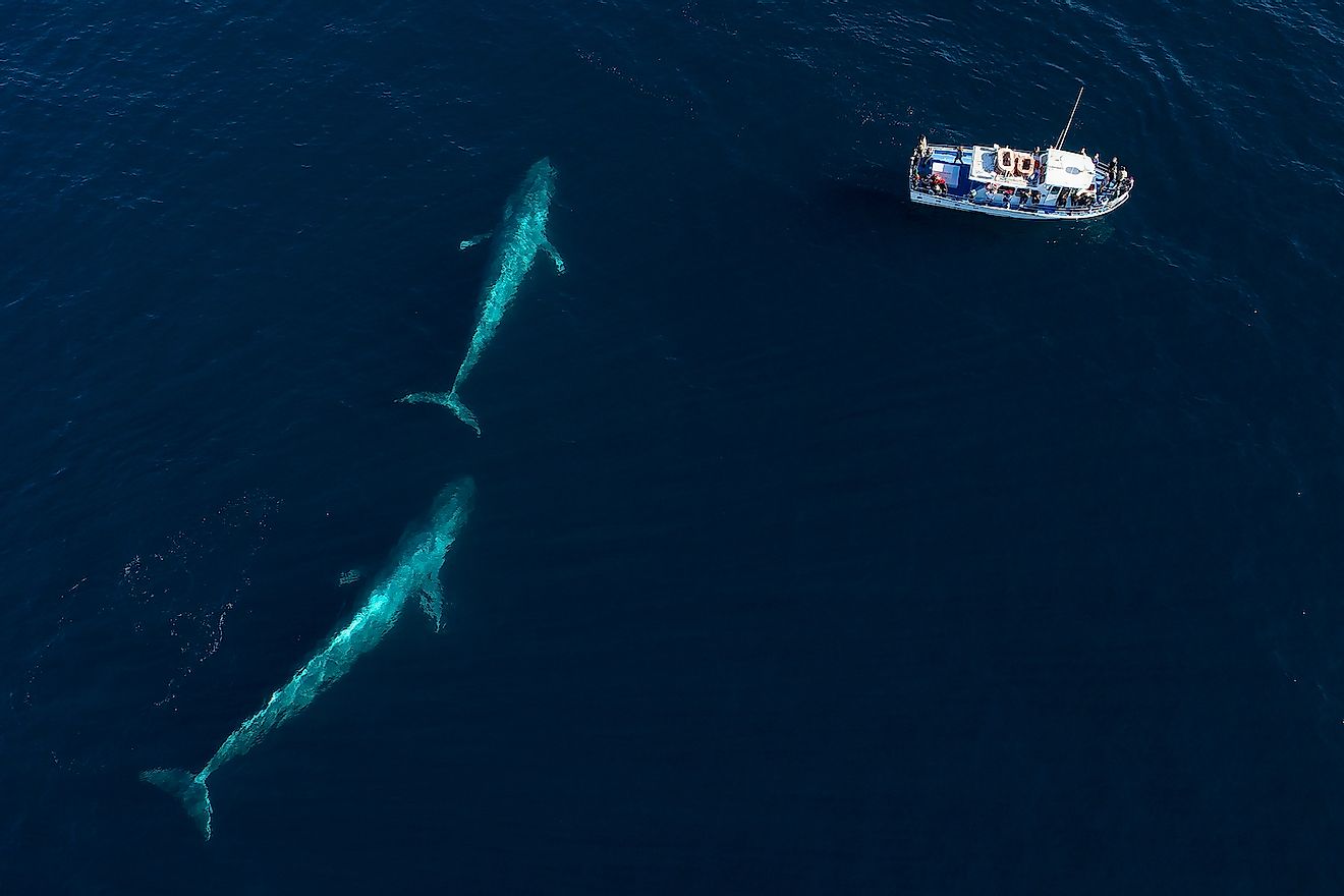 From an aerial view, a pair of blue whales swims under the surface in Monterey Bay, California. Image credit: Chase Dekker/Shutterstock.com