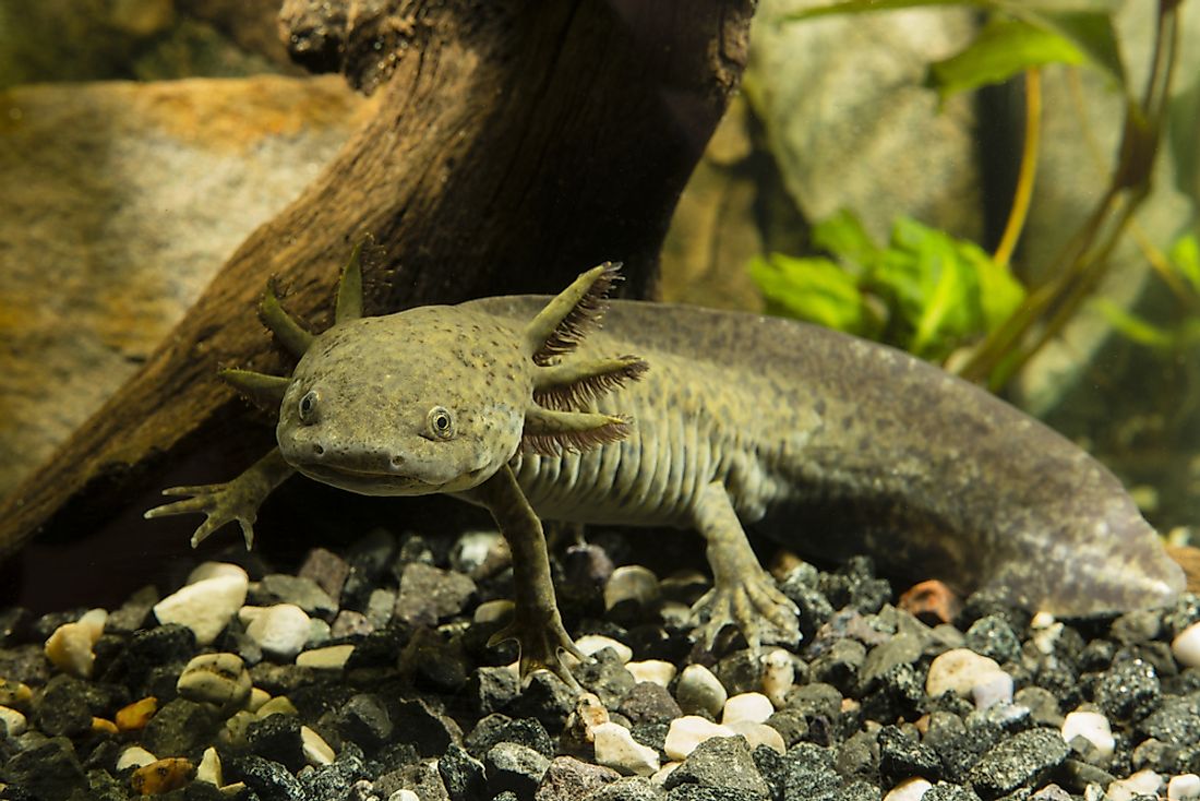 In the wild, axolotls are found only in Mexico's Lake Xochimilco.