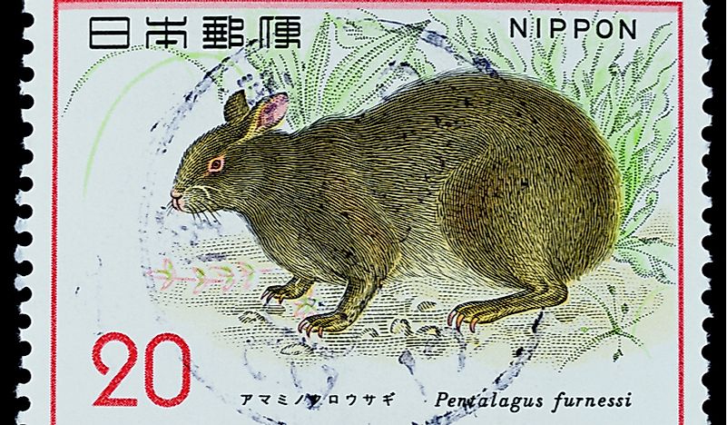 A postage stamp showing the Amami rabbit. Editorial credit: Nicescene / Shutterstock.com.