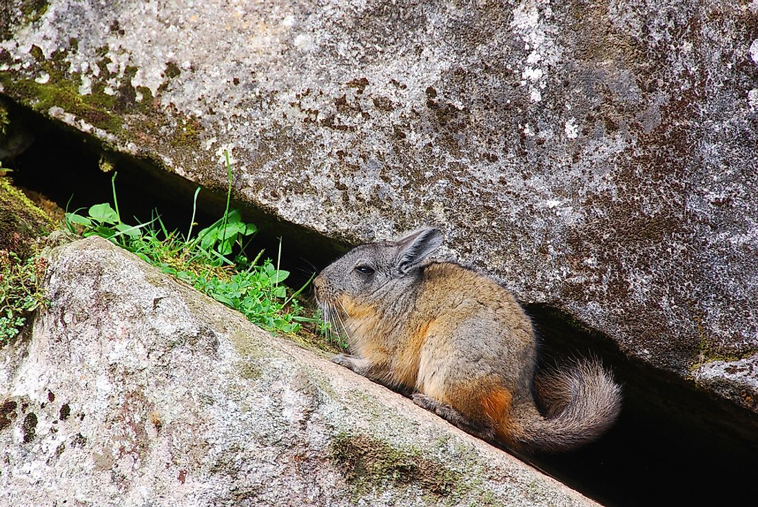 A chinchilla in the Andes mountains. 