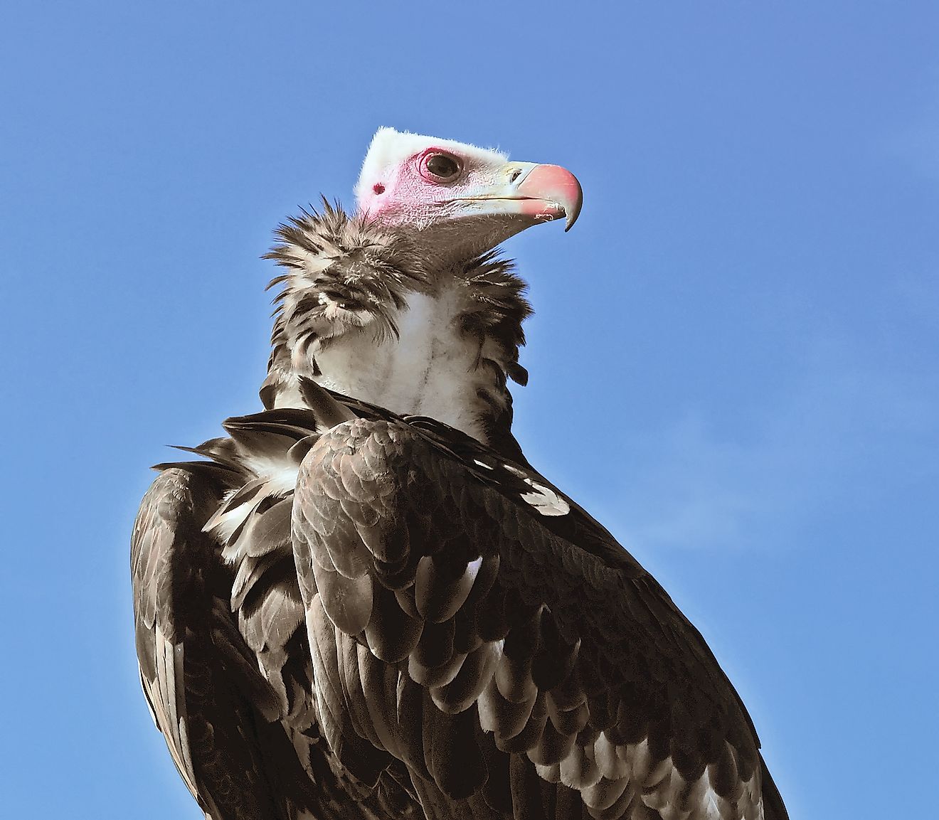 A White-Headed Vulture is a critically endangered species found in Africa.