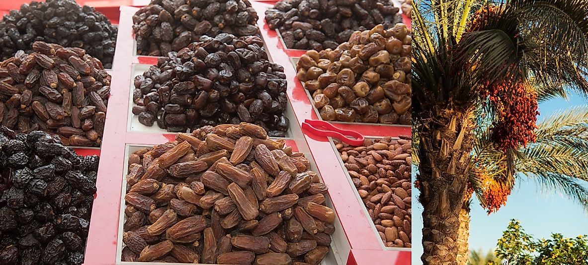 Egyptian dates ready to harvest from a date palm tree and others ready to sale in an Egyptian marketplace.