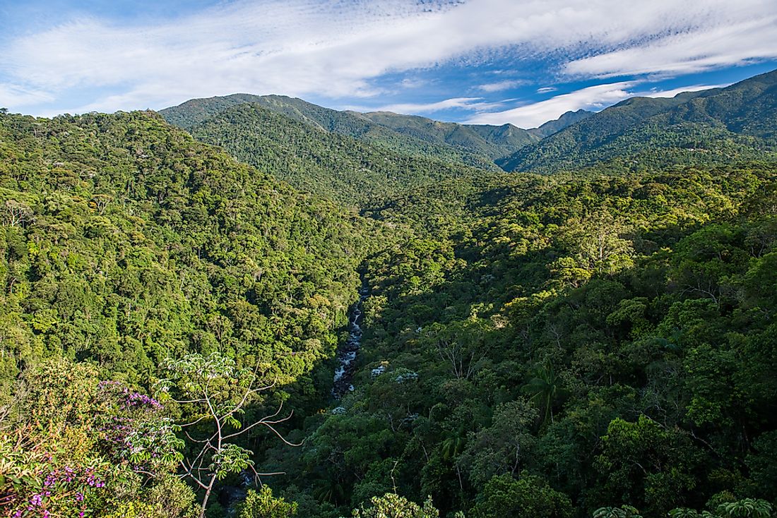 The Atlantic Rainforest is home to an incredibly array of biodiversity. 