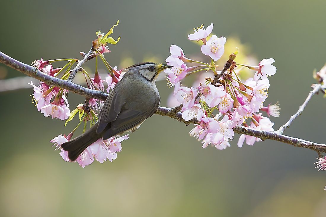 The Formasan Yuhina is a small songbird indigenous to Taiwan.