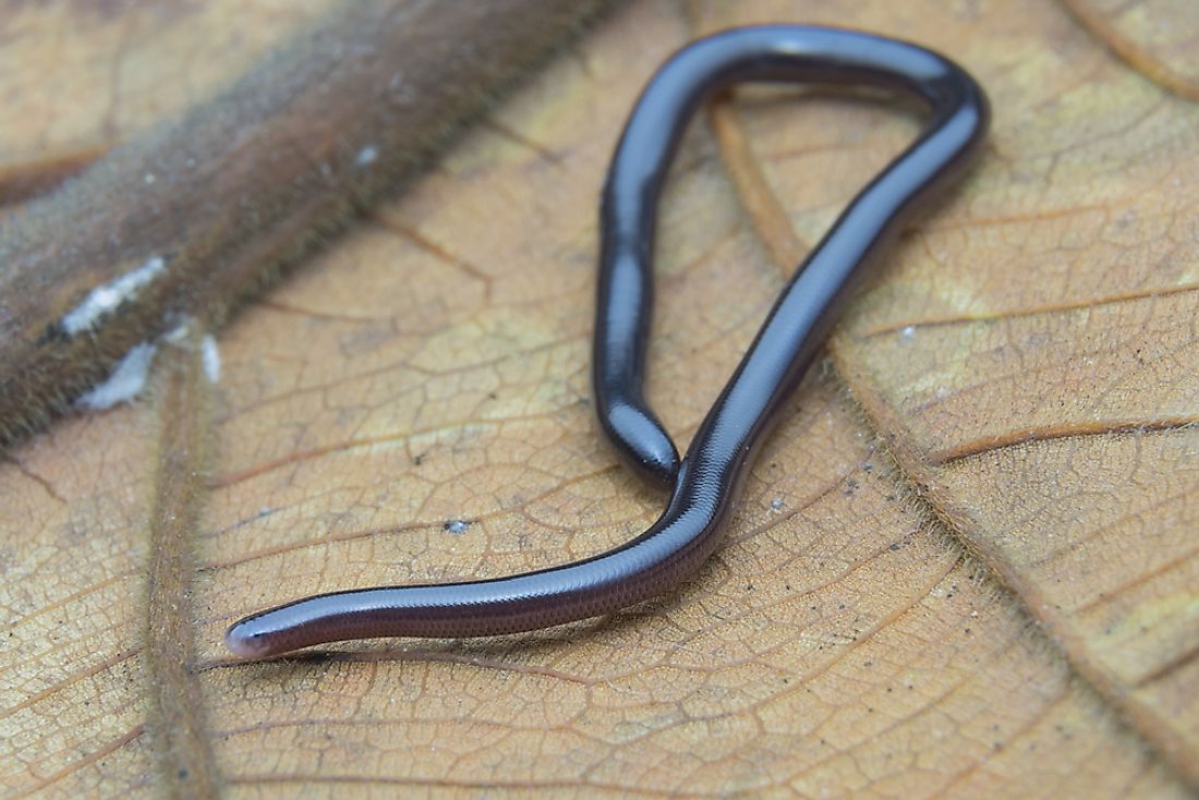 The brahminy blind snake is one of many species of reptiles that can be found in Somalia. 