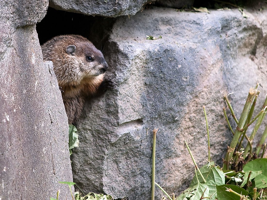 The Groundhog Day prediction is based on whether the groundhog sees its shadow.