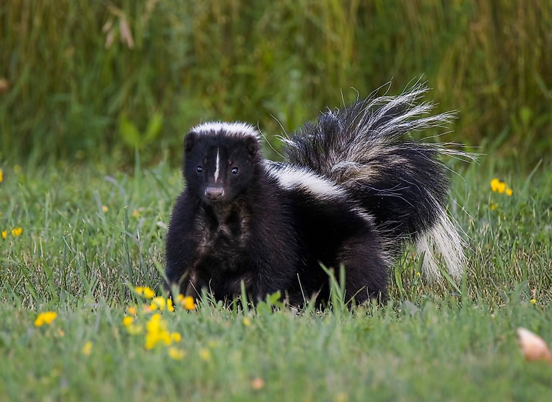 Skunks are easily adaptable to different environments.