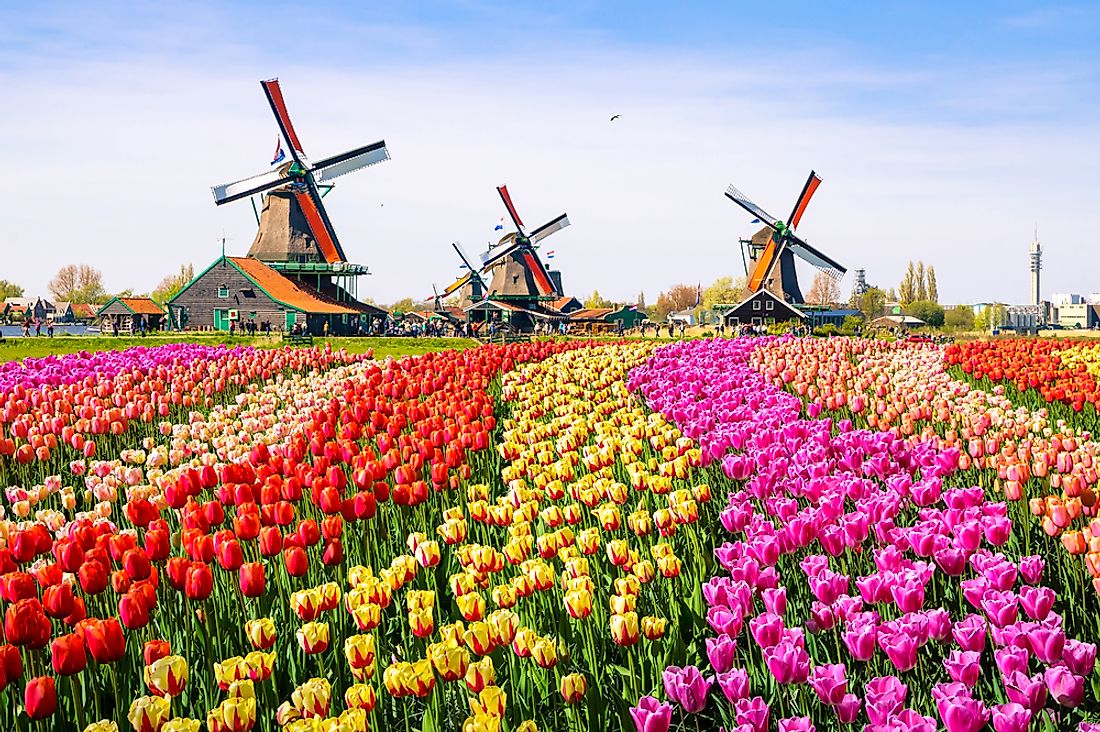 Tulips in Holland. 