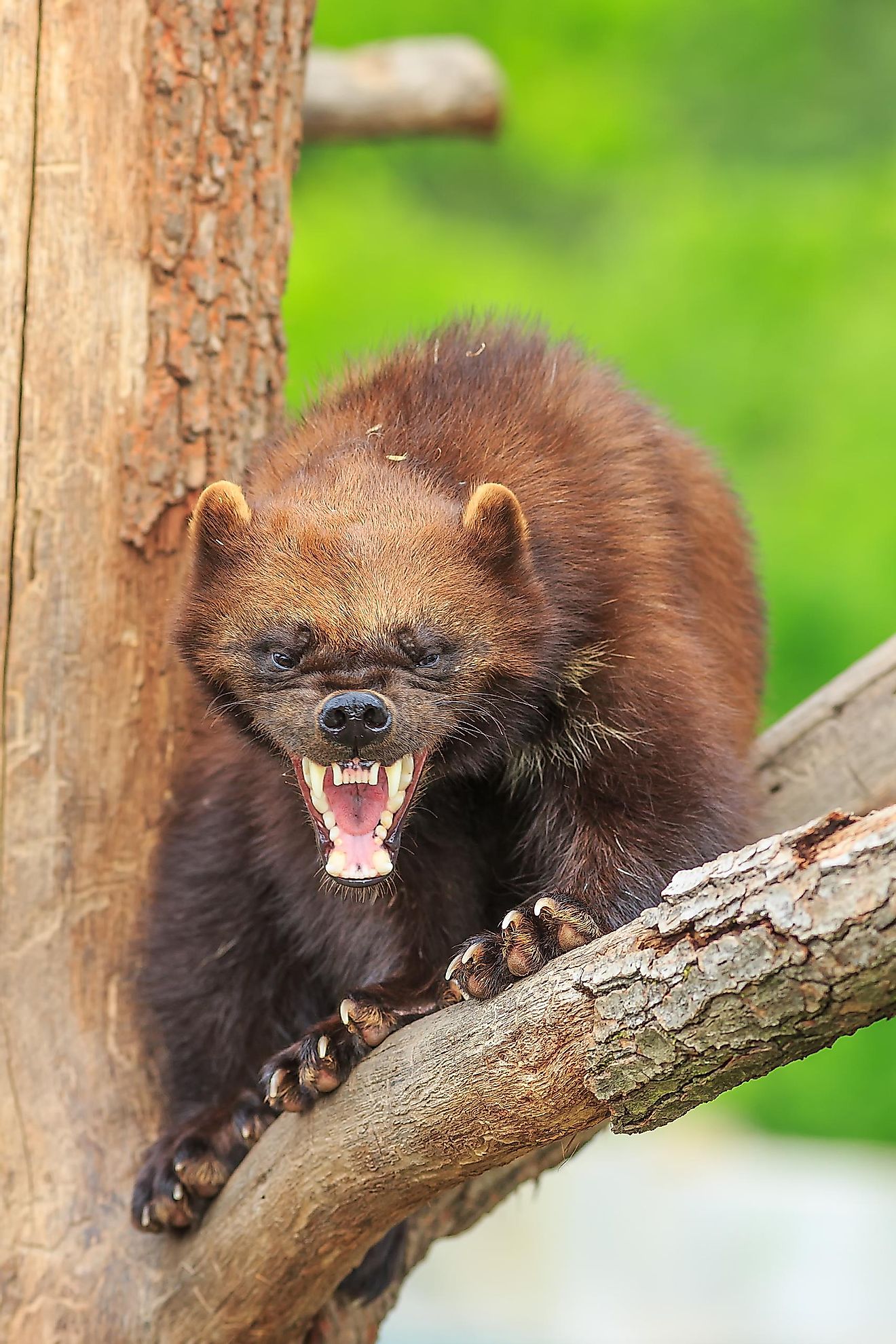 Due to its fierce appearance and agressive nature, many sports teams have adopted the Wolverine as their mascot.
