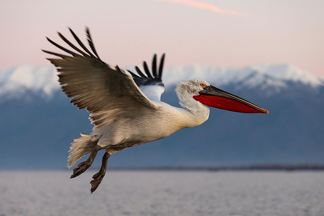 This may be surprising to many of our readers, but the pelican lineage has existed for approximately 30 million years.