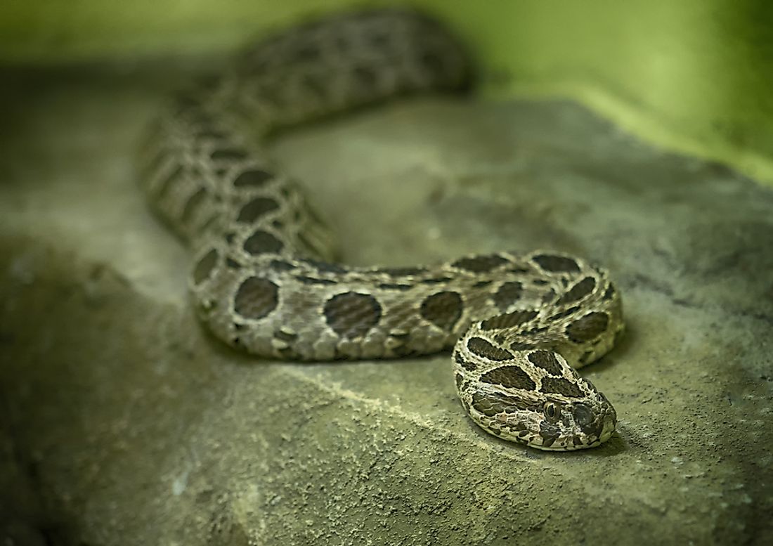 The venom of the slender Russell's viper is very potent to humans and other animals alike.
