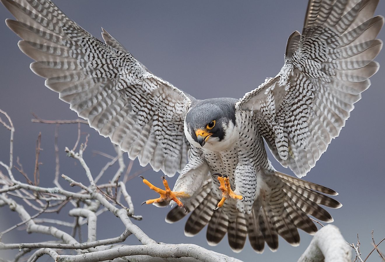 Peregrine Falcon in New Jersey. Image credit: Harry Collins Photography/Shutterstock.com