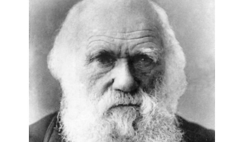 Portrait of Charles Darwin. 
