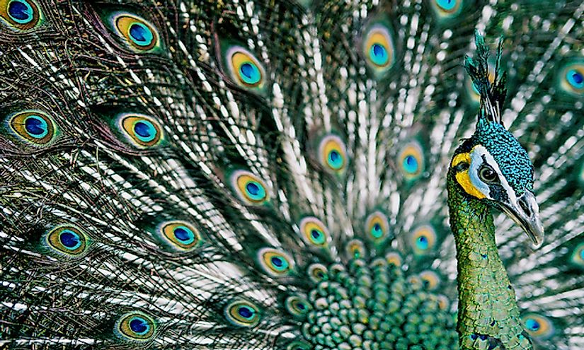 The green peafowl, a bird famous for its beauty, is an endangered species with small populations in Cambodia.