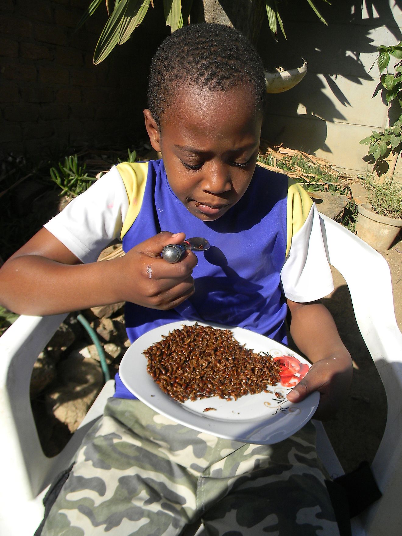African boy eating dried termites which are a popular delicacy in many African countries. Image credit: CECIL BO DZWOWA/Shutterstock.com