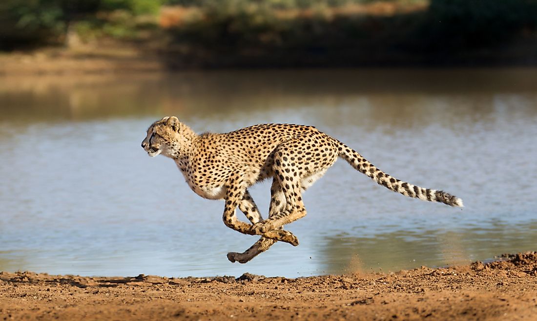 A cheetah, an animal capable of running faster than 70 miles per hour, seen sprinting across the grass.