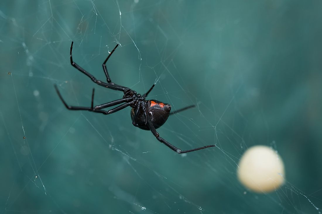Black Widow spiders live in warmer regions of the world.