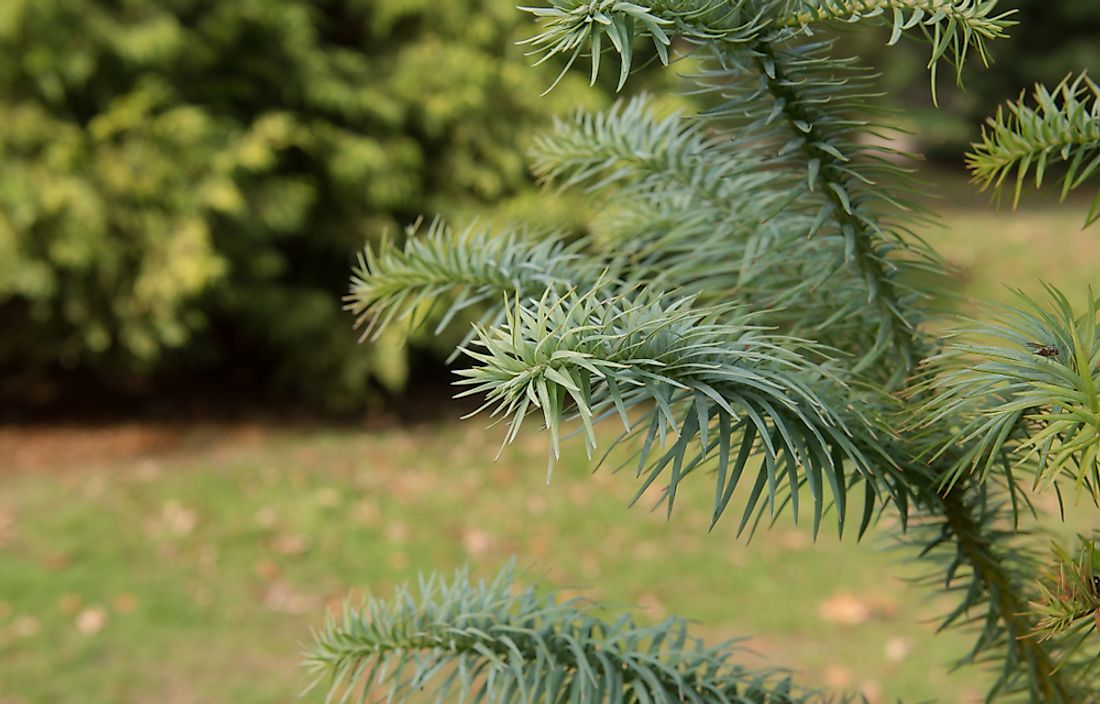 The China fir is a needled evergreen tree native to forested areas of central China and Tibet.