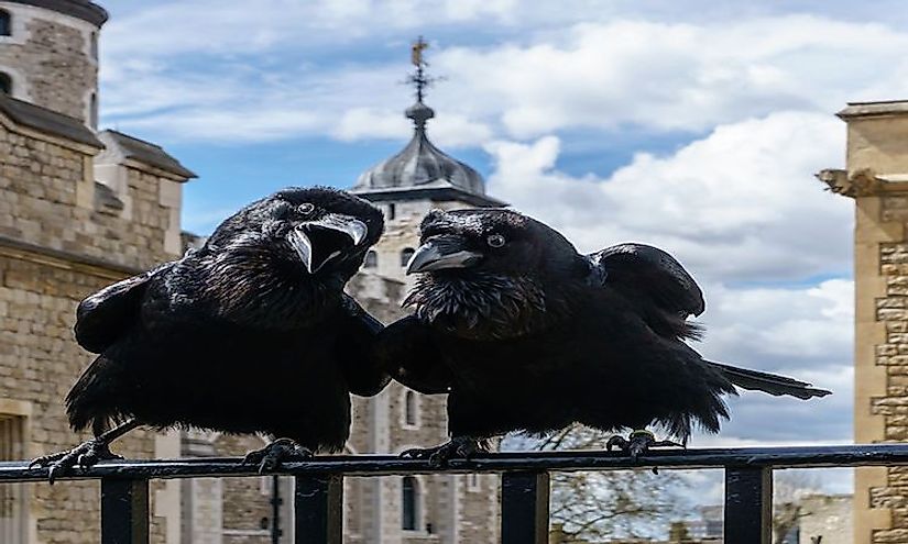 A pair of ravens perched on a railing at the Tower of London.