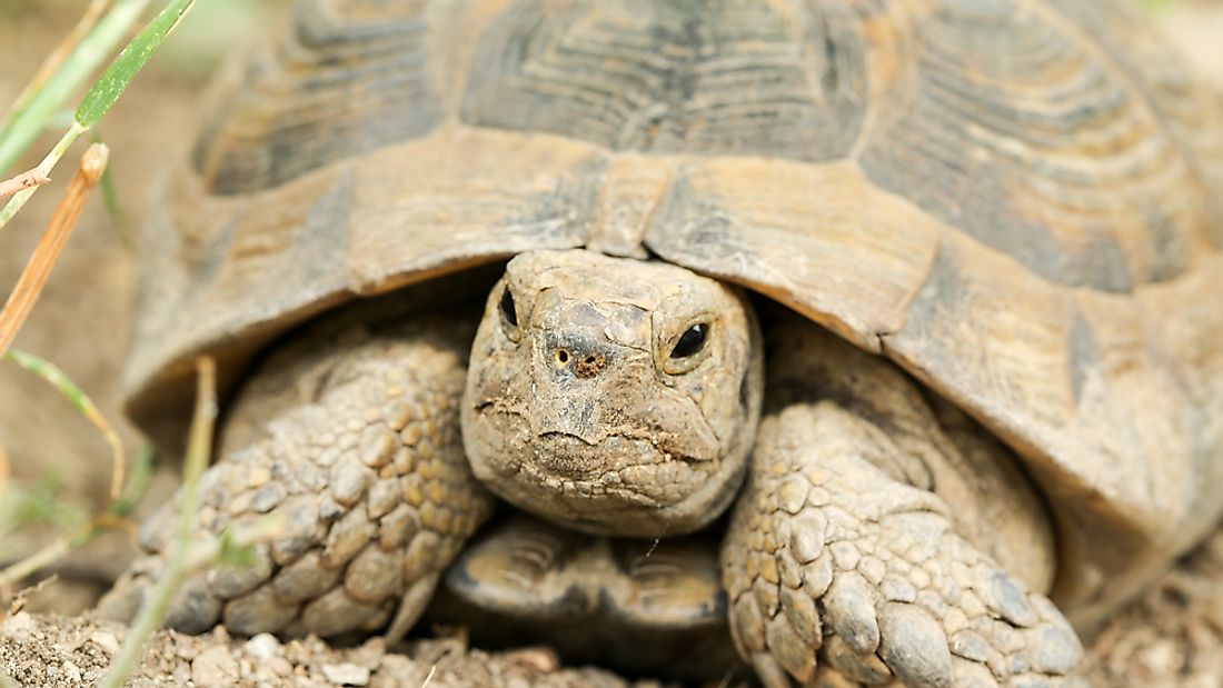 The spur-thighed tortoise can be found in Spain and can achieve a lifespan of up to 200 years.