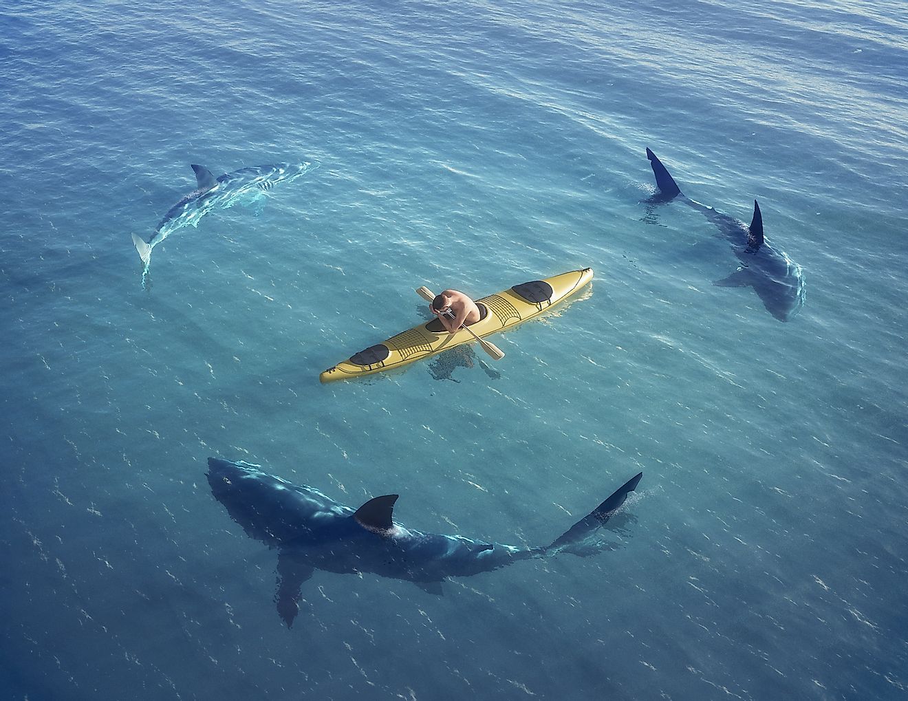 A kayaker surrounded by sharks. Image credit: Musicman/Shutterstock.com